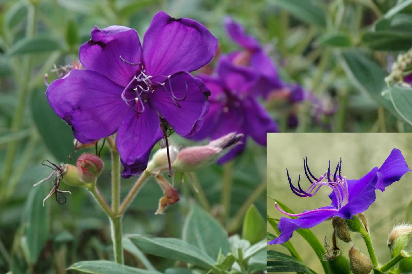 Tibouchina Athens Live Plant 1 Starter – 5–6" Tall – Purple Flowering Shrub