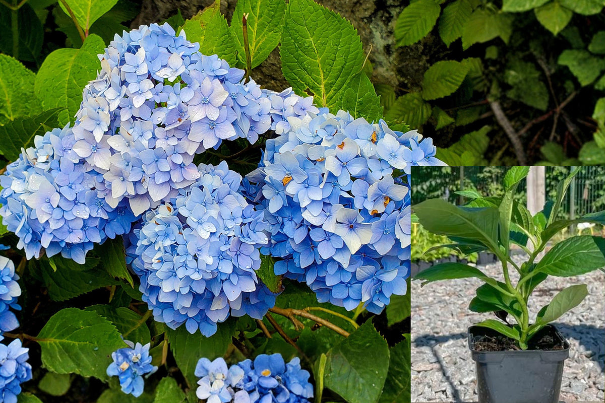 Blue Pink Hydrangea Live Plant, 6–12 Inch Flowering Shrub, Colorful Outdoor Garden Bush