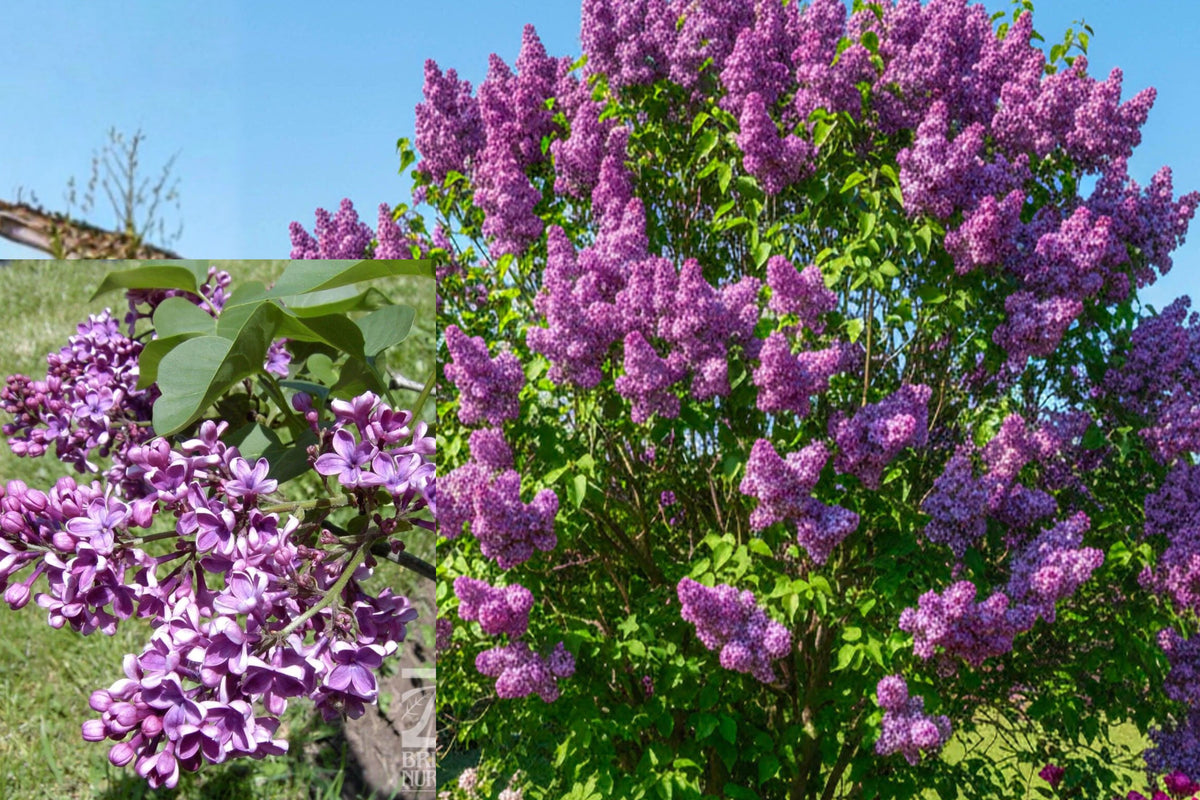 Albert F Holden Lilac Live Plant, Dark Purple Common Lilac Shrub, 6+ Inch Bare Root Outdoor Flowering Plant
