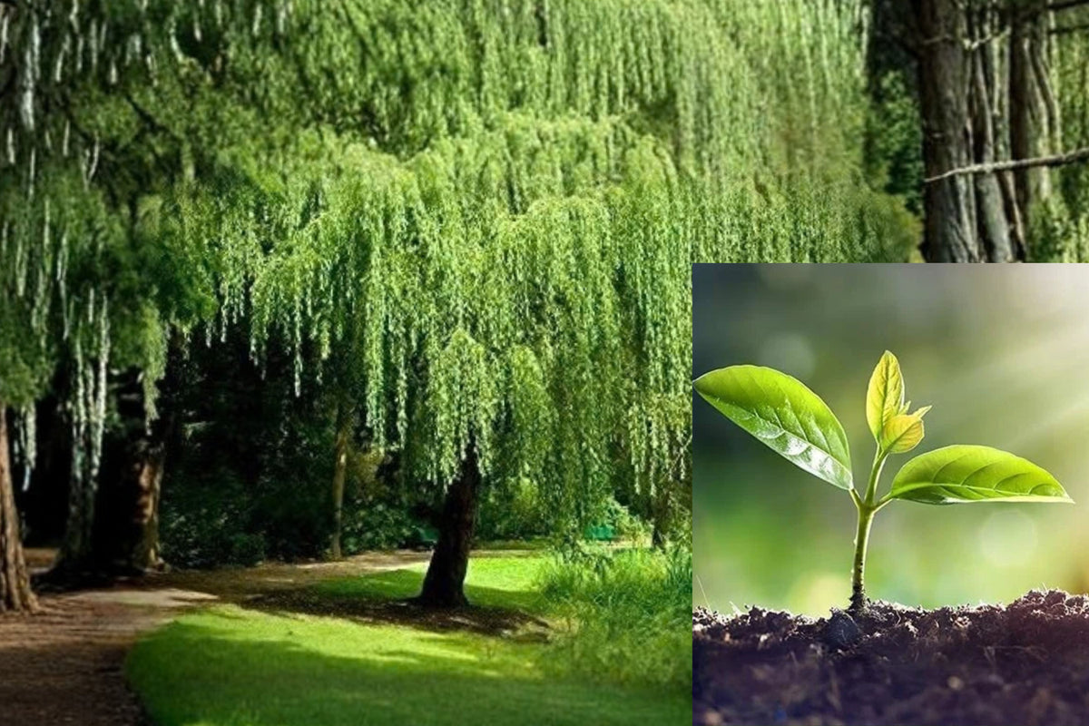 Golden Weeping Willow 4 Live Cuttings – Salix babylonica
