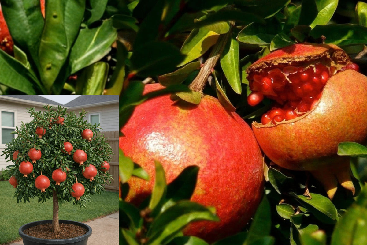 Pomegranate Tree Live Plant – 1 Grafted Tree – 20" Tall – Punica