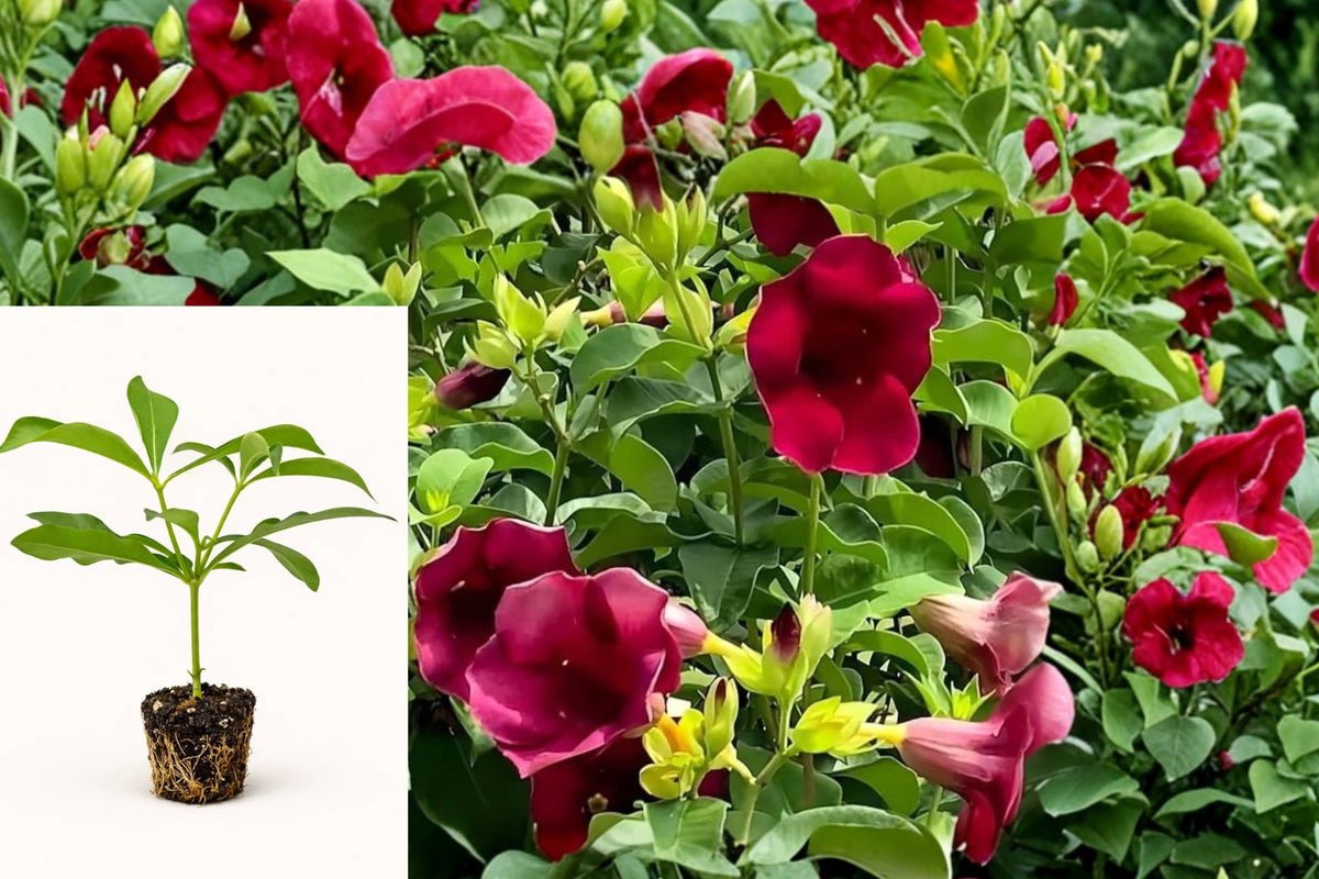 3 Allamanda Lil Red Live Plants, Red Tropical Flowering Shrub, 4–6 Inch Rooted Starters, Outdoor Garden Plants No Pot