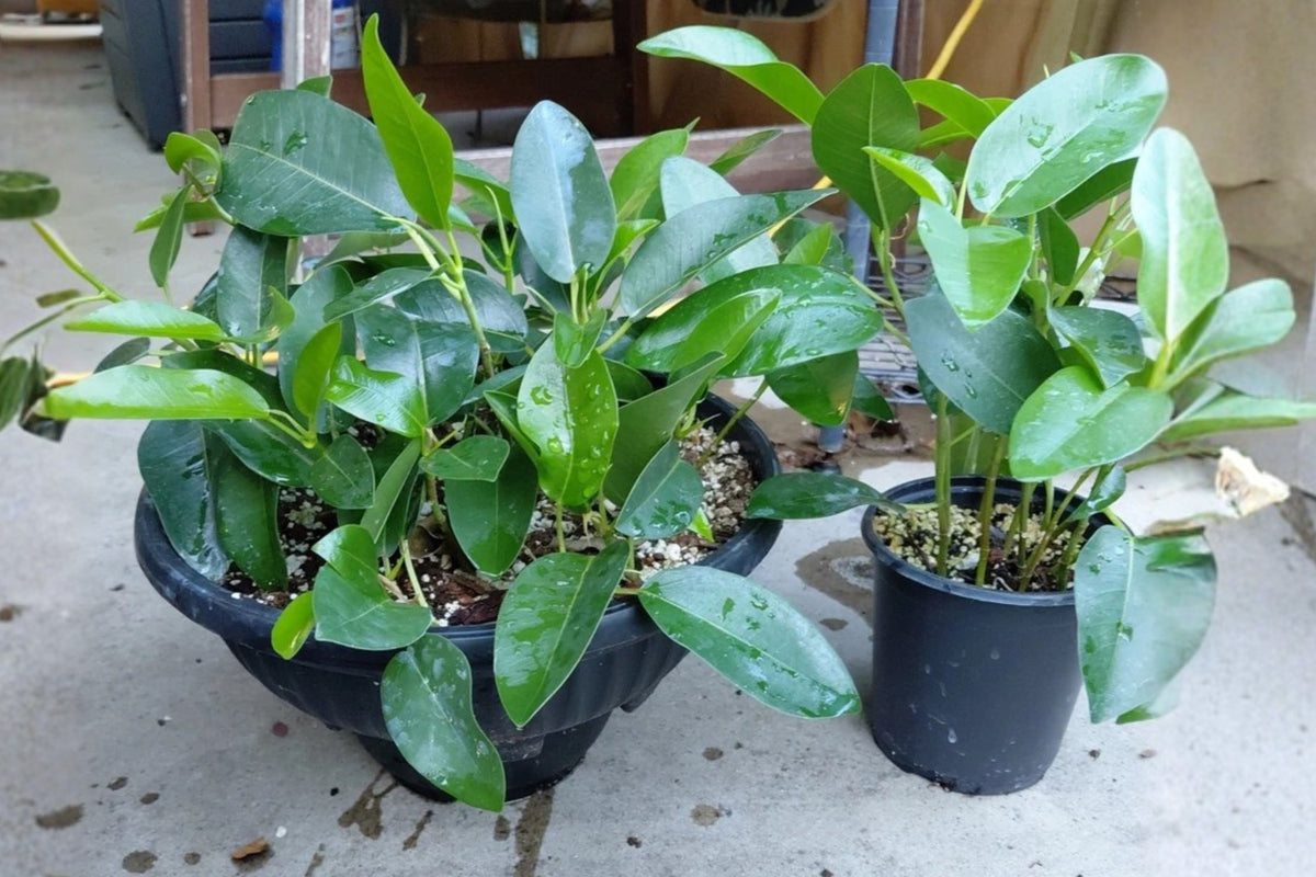 Chinese Banyan 1 Live Pre-Bonsai Plant – 6–8" Tall – Ficus microcarpa