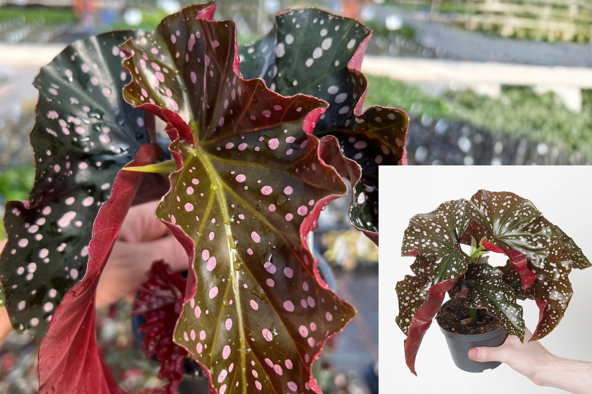 Cracklin Rosie Begonia Live Plant – 4 Inch Pot – Begonia rex-cultorum