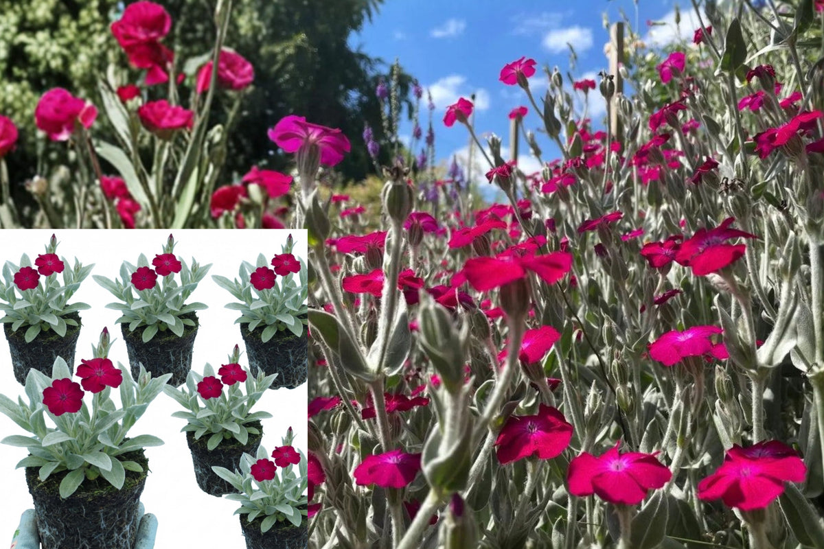 5 Rose Campion Live Plants, Lychnis coronaria Purple Flowering Perennial, Silver Gray Foliage, Bare Root Garden Flowers