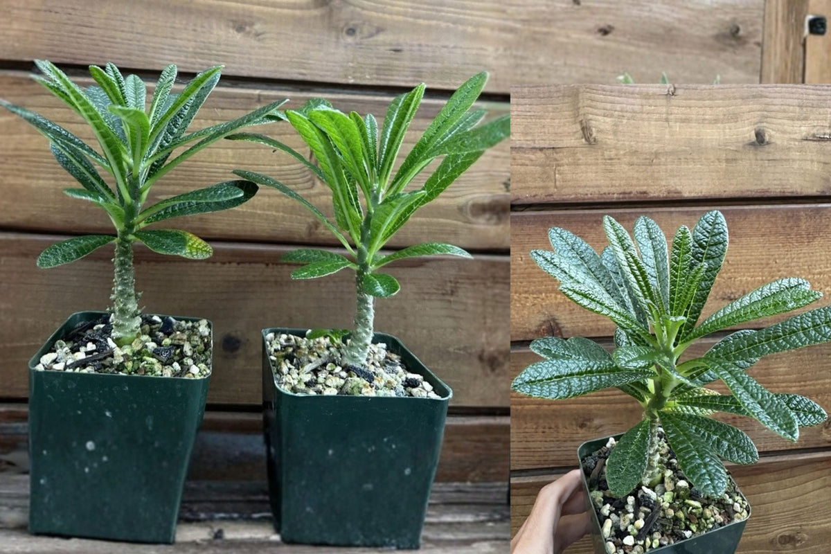 Dorstenia gigas Live Plant – Socotra Fig Tree – Seed Grown Caudex