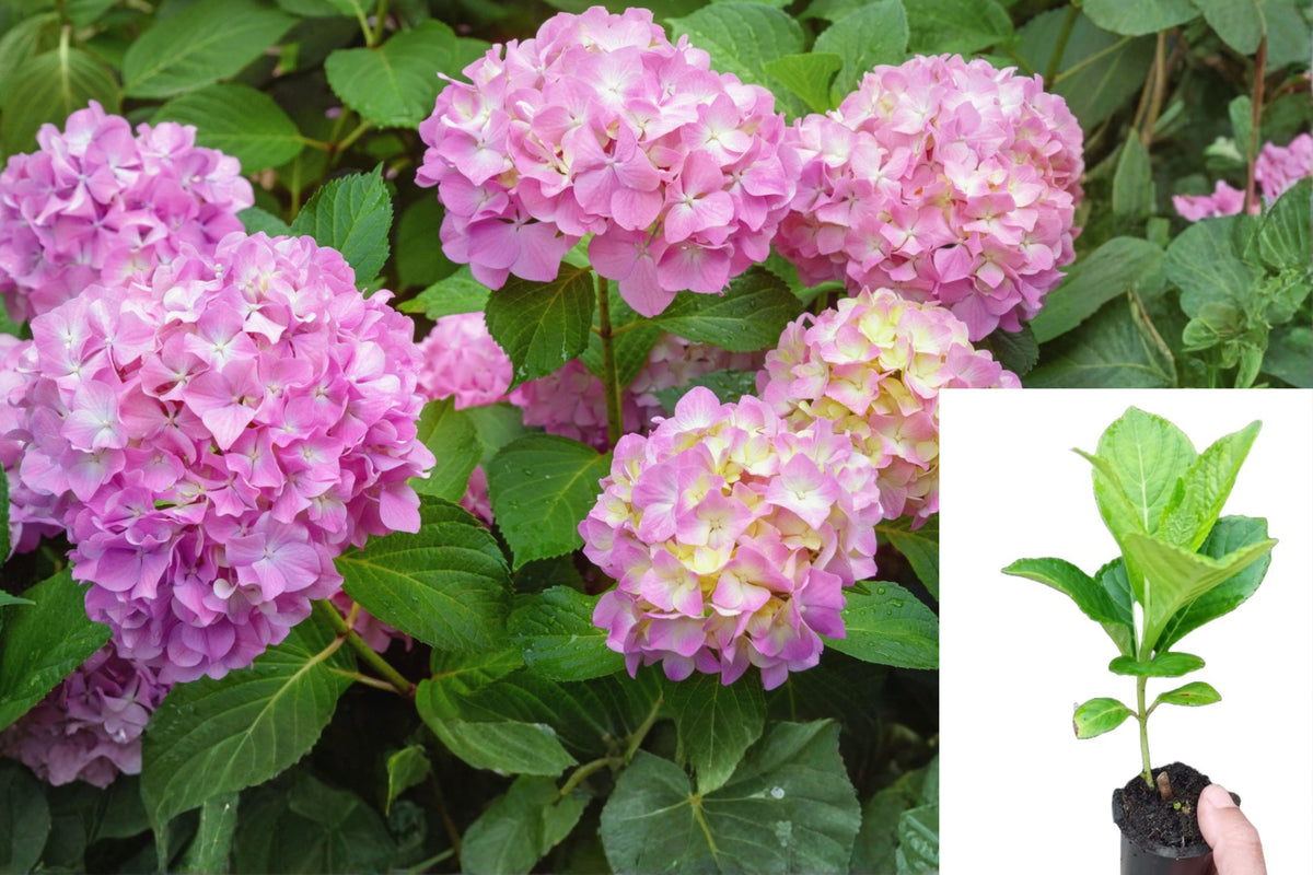 Live Hydrangea Plant, Blue Purple Pink Flowering Shrub, 6–12 Inch Garden Starter, Outdoor Ornamental Plant