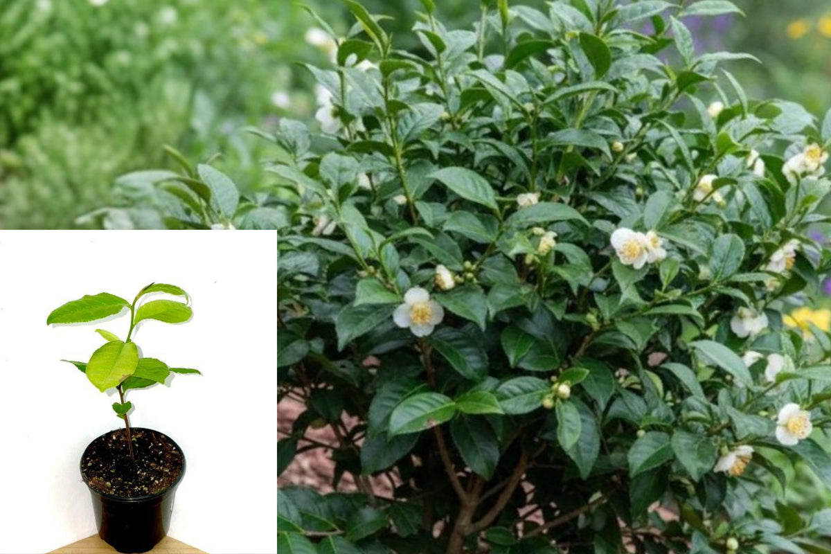 Camellia Sinensis Live Tea Plant, 3–5 Inch Tea Tree Seedling, Evergreen Tea Bush, Indoor Outdoor Garden Plant