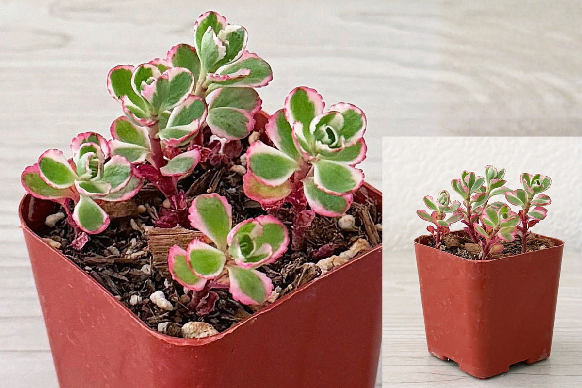Tricolor Stonecrop Live Succulent Plant in 2-Inch Pot – Sedum spurium ‘Tricolor’