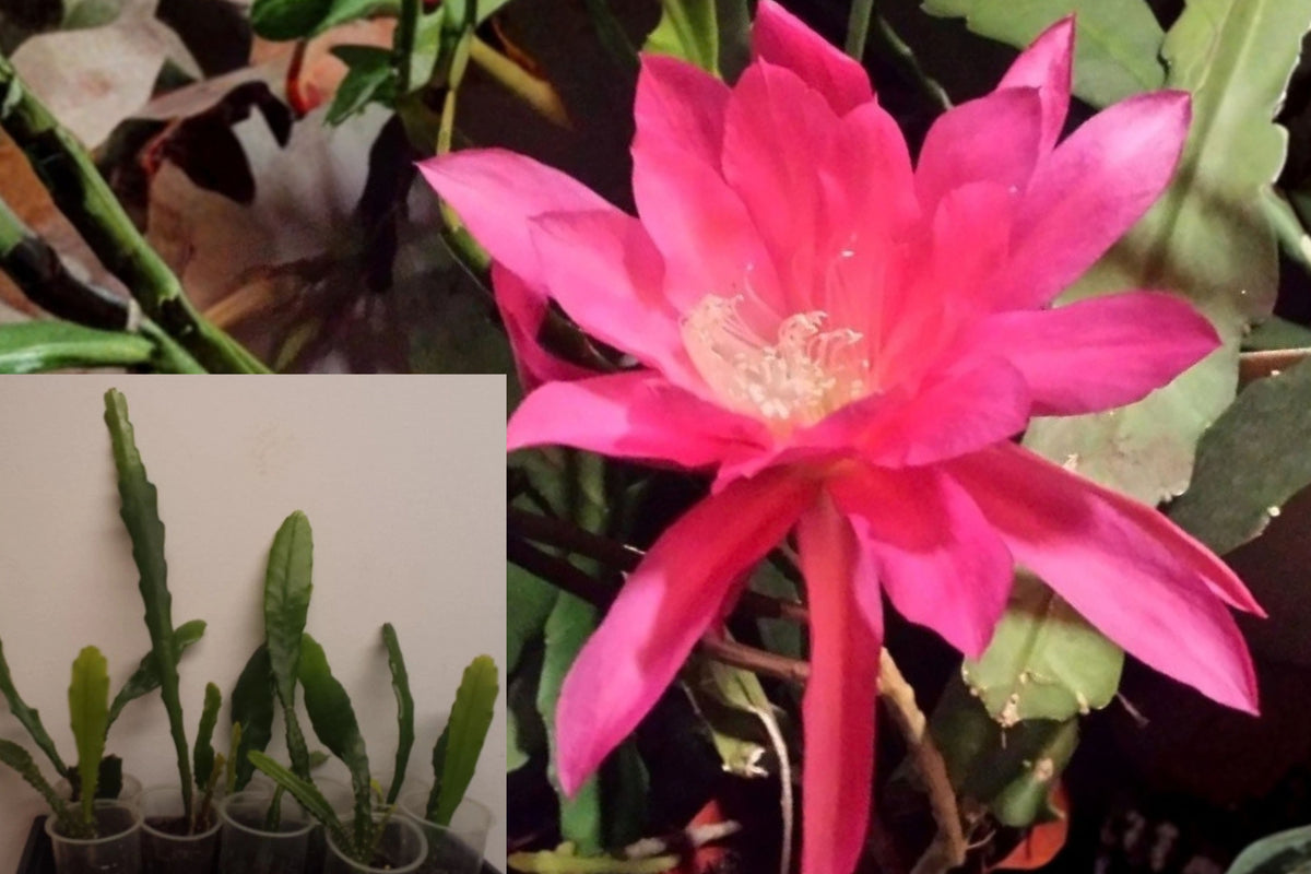 Pink Epiphyllum Oxypetalum Live Plant – Rooted Orchid Cactus