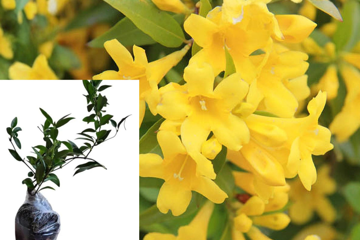 15 Carolina Jasmine Live Plants, Yellow Flowering Climbing Vine, 8–10 Inch Rooted Starters, Trellis and Fence Garden Plants