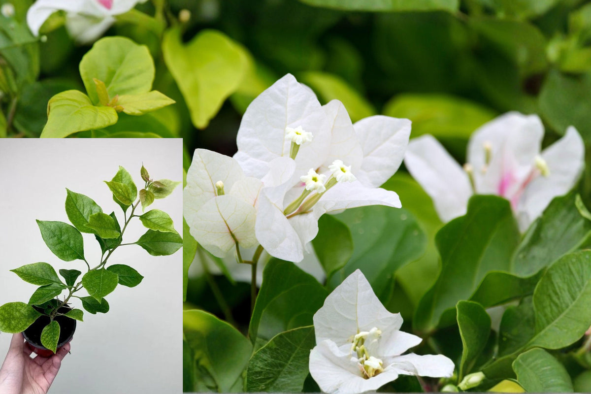 White Bougainvillea Live Plants, Set of 3 Flowering Vines, 4–7 Inch Well-Rooted Starters, Outdoor Garden and Patio Plants