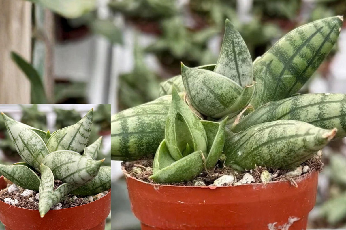 Sansevieria Bonji Live Plant – Snake Plant – 2.5 Inch Pot