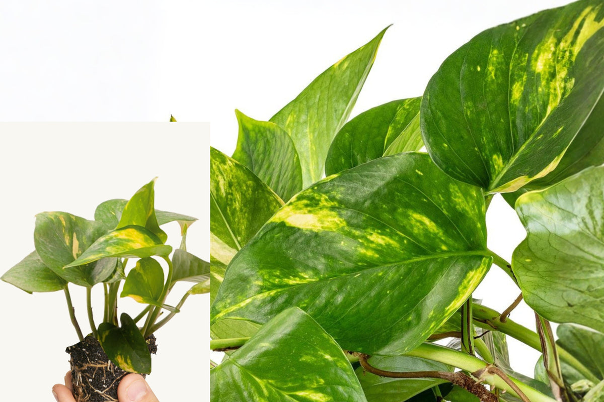 Golden Pothos Live Plant, Rooted Indoor Houseplant Starter, 4–8 Inch Easy Care Pothos, No Pot Included