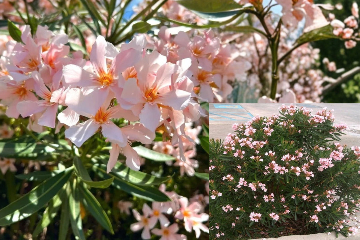Dwarf Salmon Oleander Live Plant – 1 Plant – Nerium – Flowering Shrub