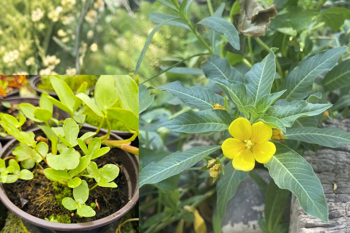 Primrose Creeper Live Plants, 3 Pond and Bog Garden Plants, Yellow Flowering Marginal Water Garden Ground Cover