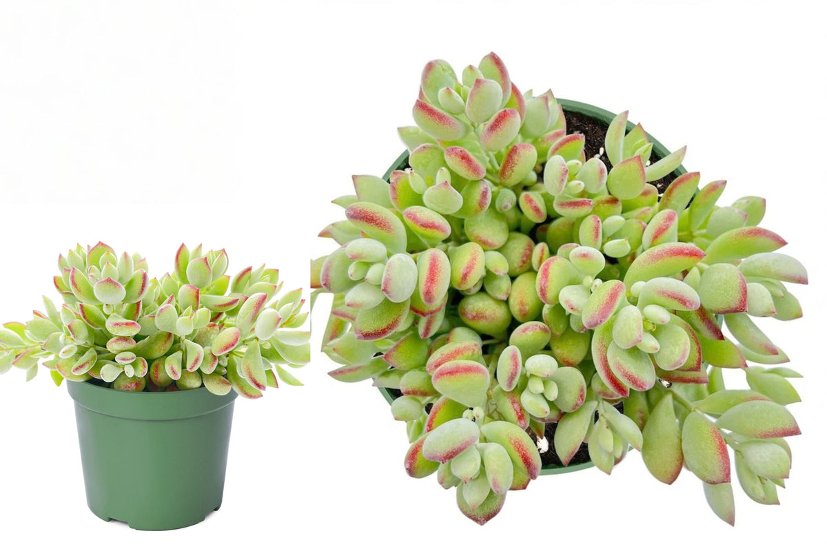 Cotyledon Pendens Live Succulent – Rooted in 4 Inch Planter Pot