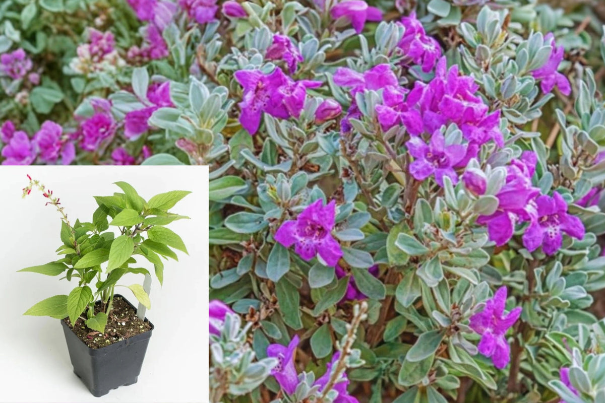 2 Texas Sage Live Plants, 5–10 Inch Flowering Garden Starters, Outdoor Sun Loving Shrub Plants