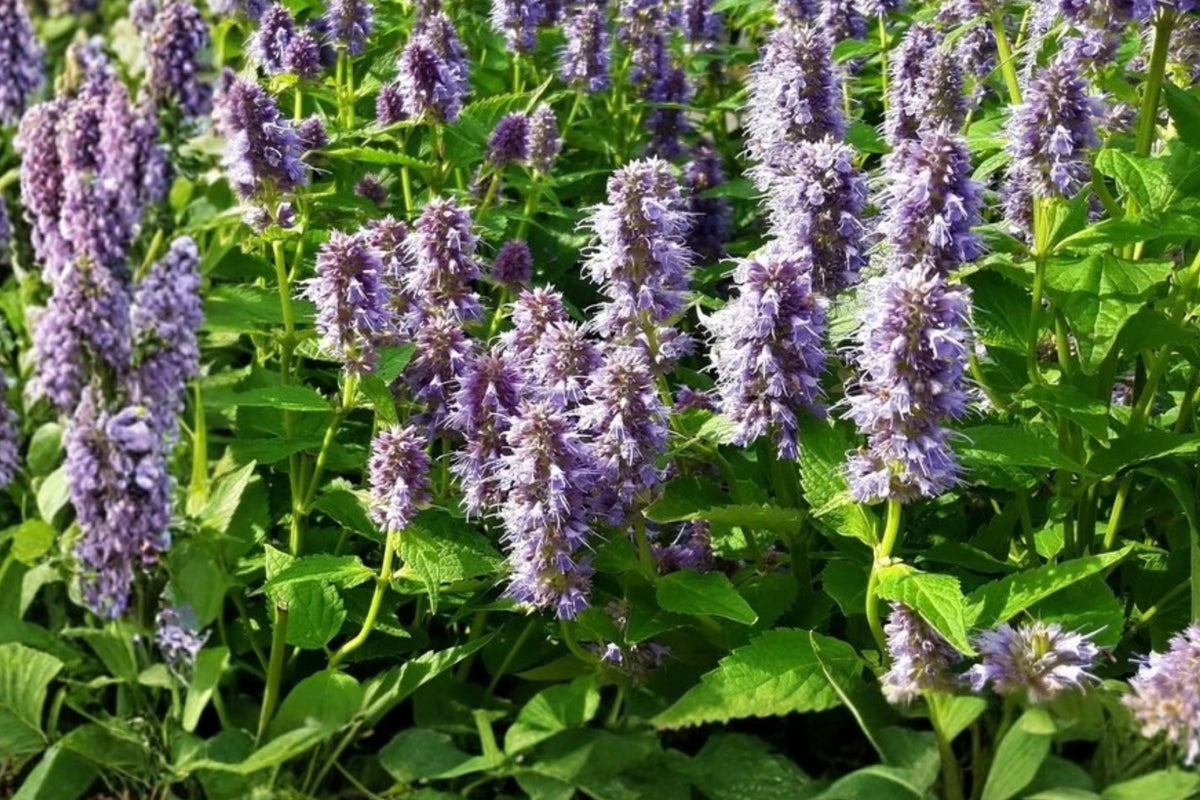 Anise Hyssop Live Starter Plant – 4–8 Inch Potted – Agastache foeniculum
