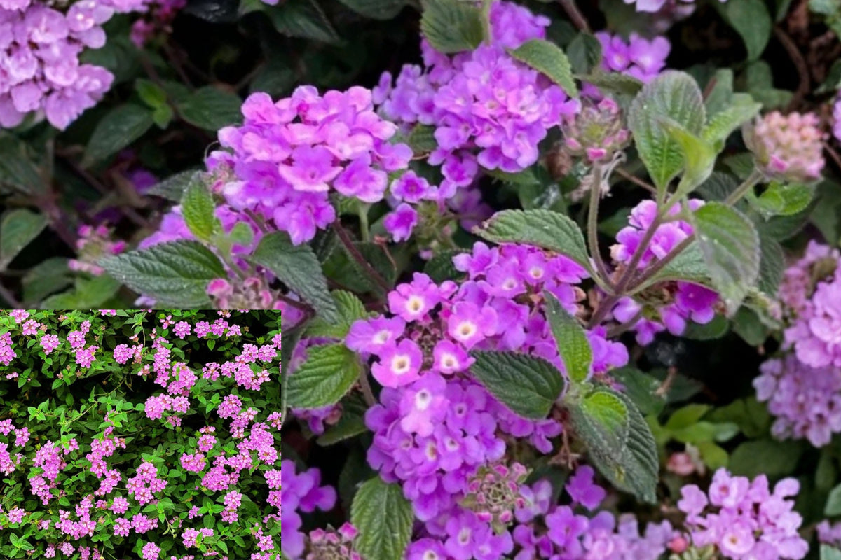 Lantana Purple Live Plant – 1 Plant – 4 Inches Tall – Lantana sp.