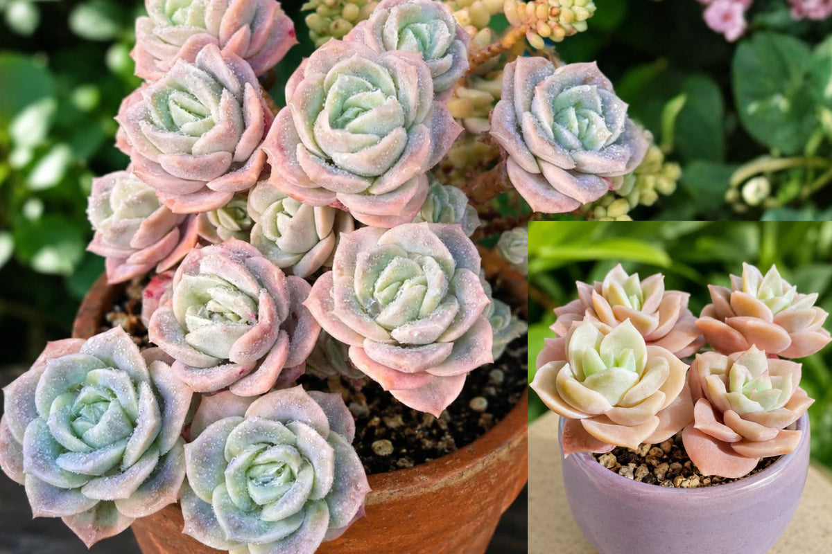 Graptoveria 'Lovely Rose' Live Succulent – 1-Head Rooted Plant – 1–2 Inches