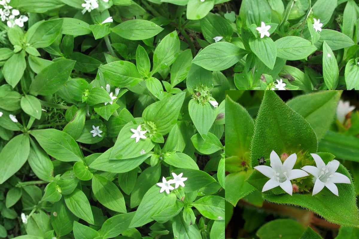 Florida Pusley Live Plants, 6 Rooted Ground Cover Starters, Spreading Outdoor Garden Plant for Beds and Borders