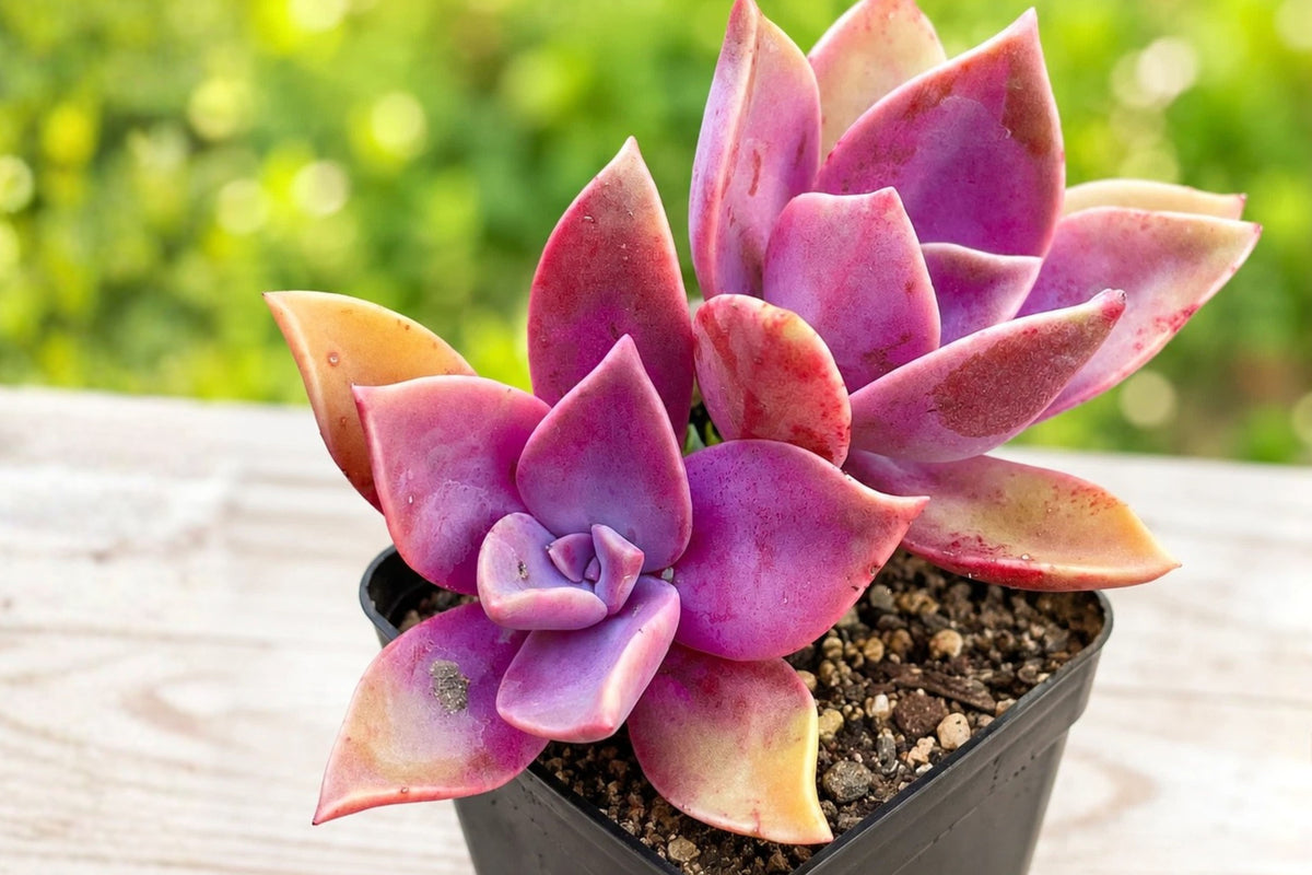Pink Graptoveria Dusty Succulent, 2 Inch Bare Root Plant, Single Head Pink Echeveria Style Succulent for Plant Collectors