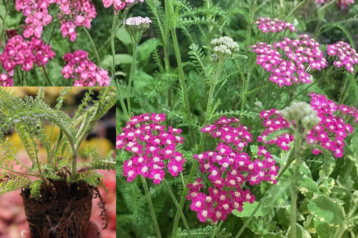 Yarrow ‘Cerise Queen’ Live Plant, Pink Red Achillea Perennial Flower, Rooted Starter in 2.5 Inch Pot, Garden Border Plant