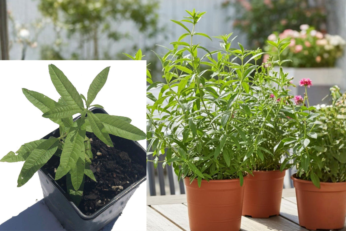 2 Lemon Verbena Live Plants, Fragrant Herb Starter, Patio Container Herb, Green Aromatic Foliage, 2–5 Inch Tall