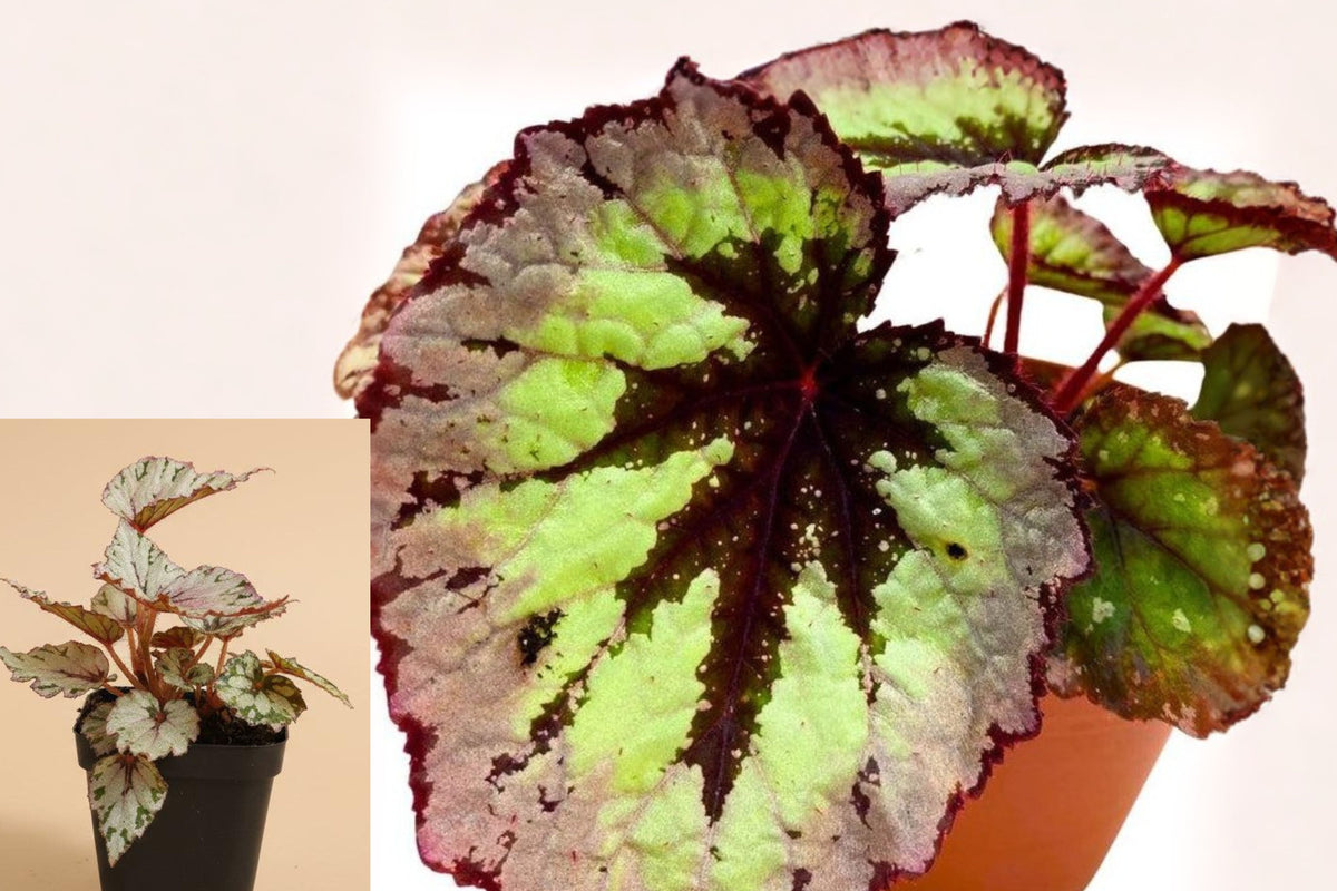 Begonia Firewomen Live Plant, Rooted Begonia Houseplant in 4 Inch Nursery Pot, Tropical Indoor Plant, Free US Shipping