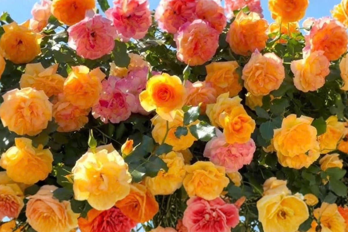 Golden Orange Climbing Rose 1 Live Bare-Root Plant – Rosa spp.