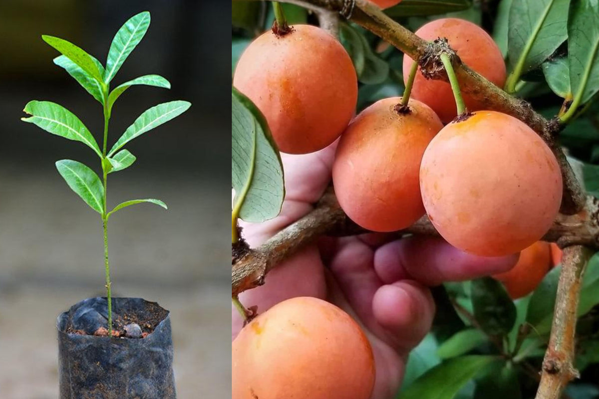 Imbe Live Fruit Tree, Garcinia livingstonei Tropical Plant, 12 Inch Potted Tree, Edible Fruit Garden Starter, No California Shipping