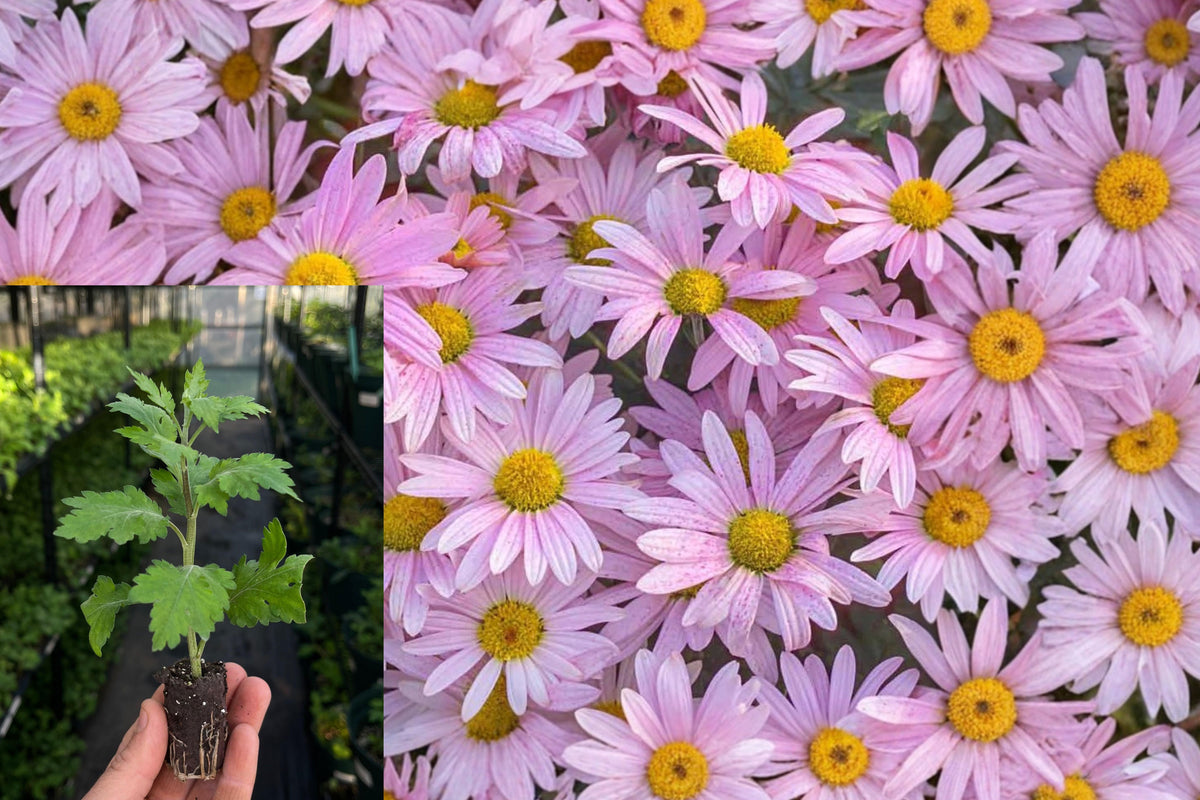 2 Pink Daisy Mum Live Plants, Chrysanthemum Starter Plants 5–9 Inches Tall, Perennial Garden Flowers