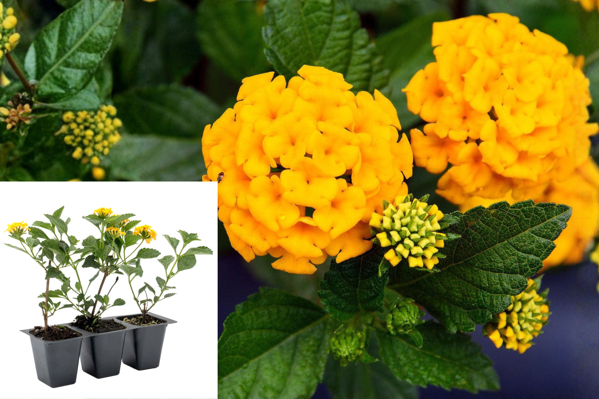 3 Yellow Gold Lantana Live Plants, 6–9 Inch Flowering Starters, Sunny Patio Container and Garden Flowers