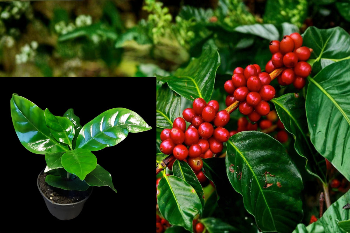 2 Arabica Coffee Live Plants, Coffea arabica Starter Plants, 4–6 Inch Tropical Evergreen Plants, Ships Without Pots