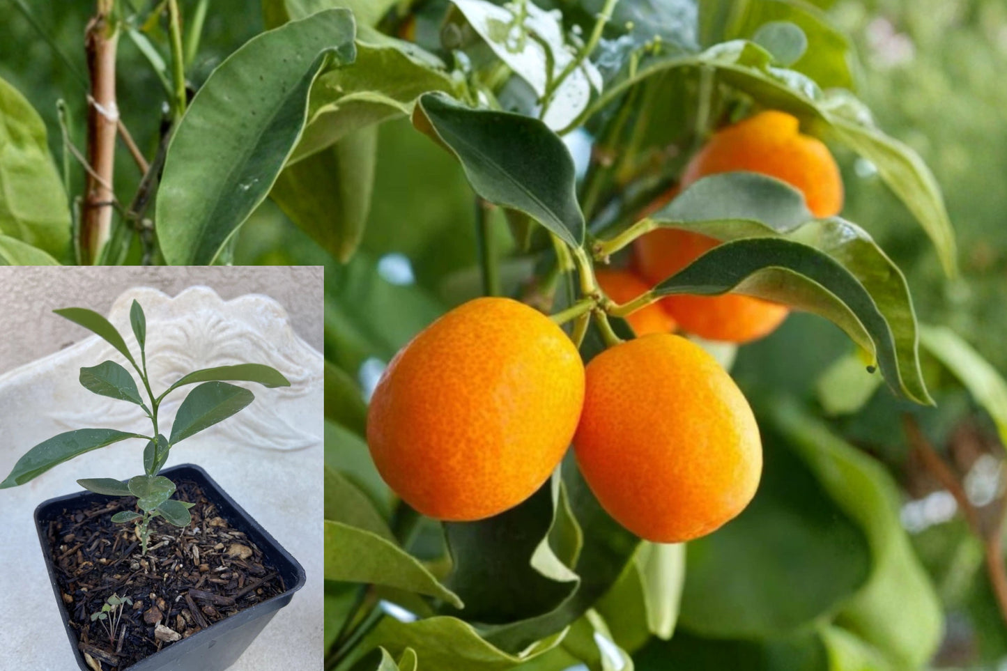 Meiwa Kumquat Citrus Tree 2–5 Inch Seedling – Live Potted Plant