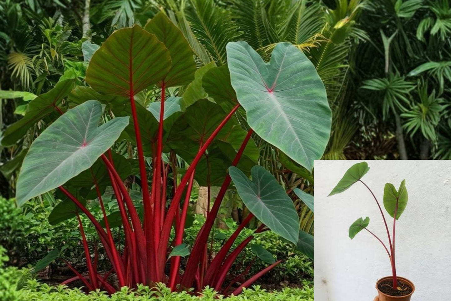 Hawaiian Punch Colocasia Live Plant – 5–9 Inch Starter – Colocasia esculenta