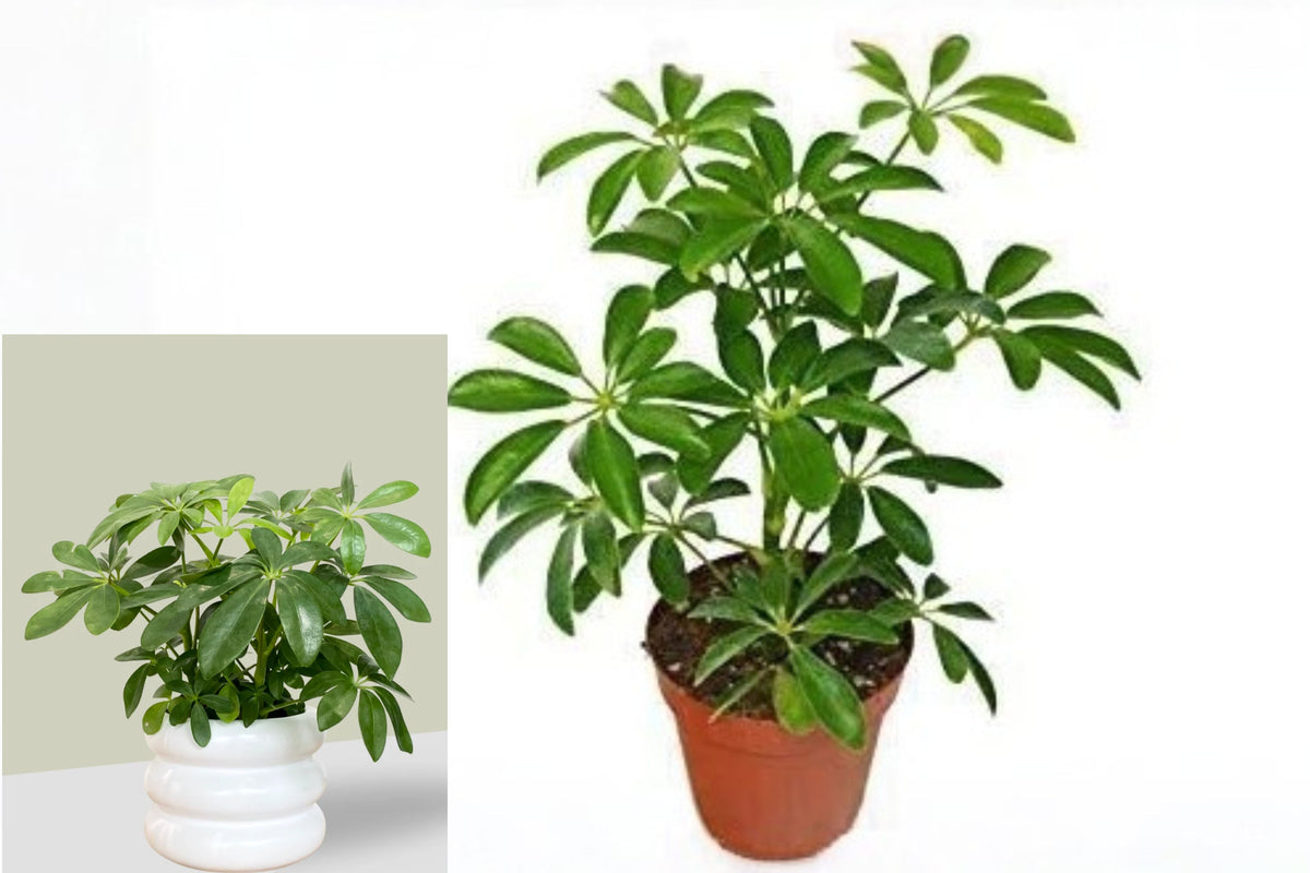 Schefflera Arboricola Live Plant – 1 Plant in 4" Pot – Green Umbrella Tree – Heptapleurum arboricola