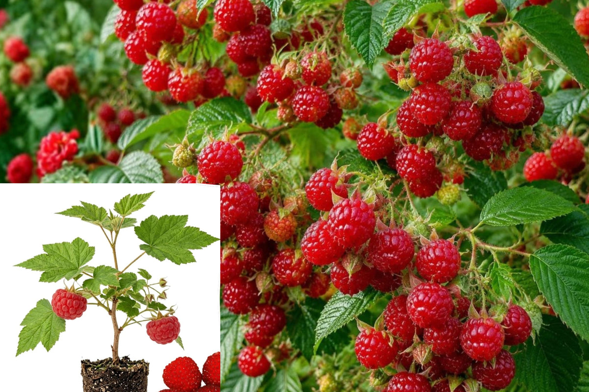 Thimbleberry Live Plant, Rubus parviflorus Berry Shrub, Edible Native Raspberry Plant, 6–12 Inch Outdoor Garden Starter