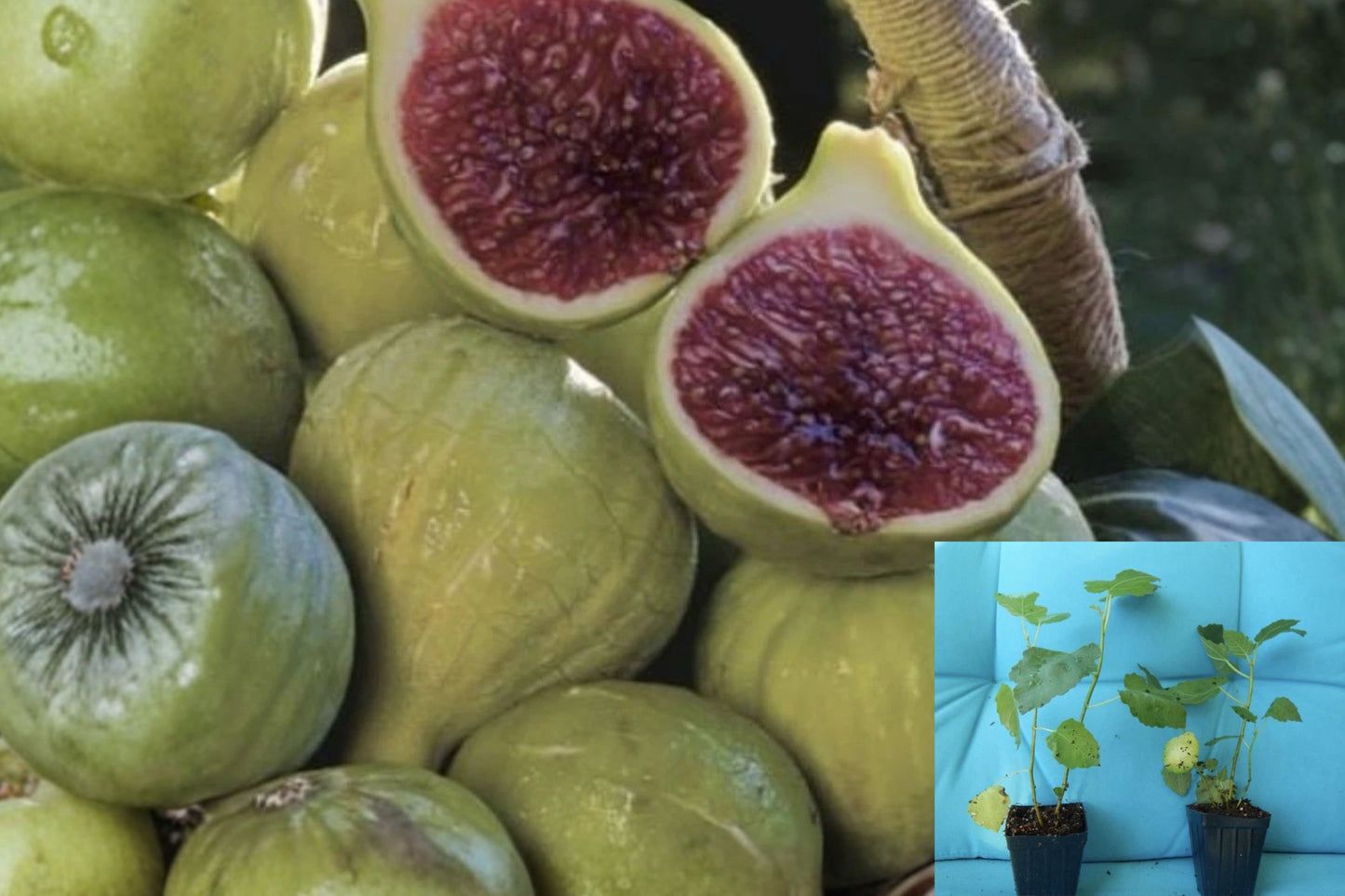 Ischia Fig Tree Live Starter Plant – 1 Plant – Ficus carica