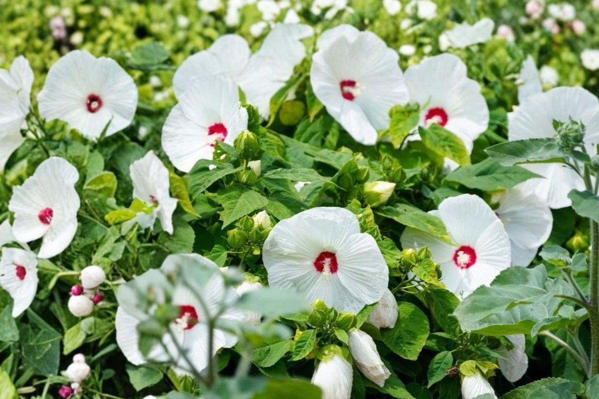 White Hardy Hibiscus Live Plant, Bare Root Perennial Shrub, Large White Flowers with Red Centers, Summer Garden