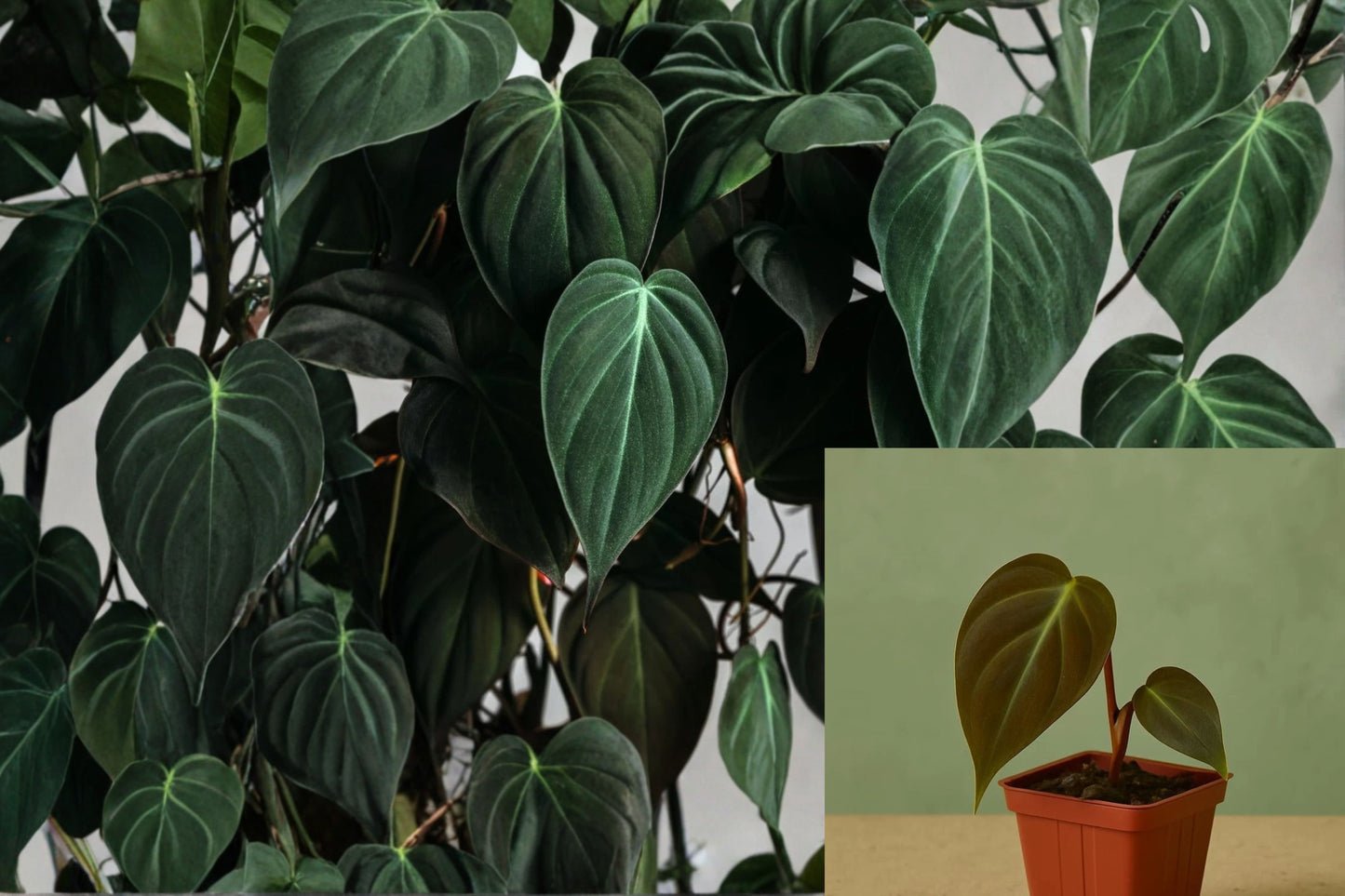Philodendron Micans Live Plant – 2" Pot – Philodendron hederaceum