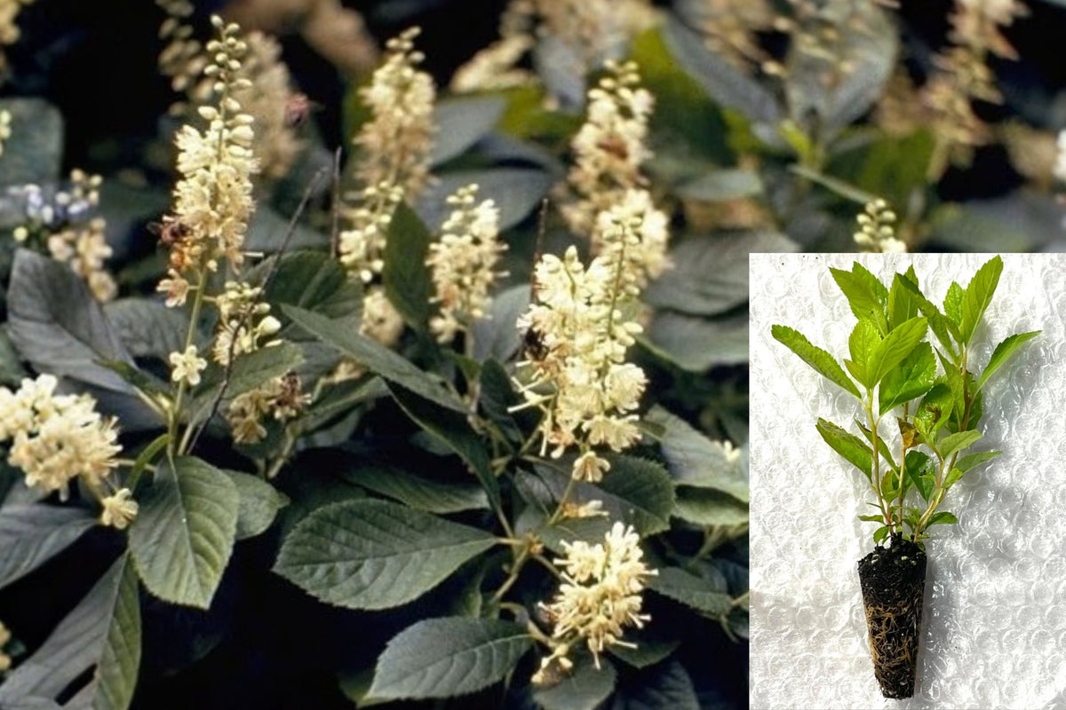 Summersweet Starter Plugs 10-Pack – Clethra alnifolia Native Shrub