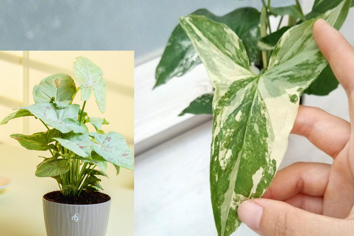 Syngonium Milk Confetti Live Plant, Variegated Arrowhead Houseplant, 4 Inch Self Watering Pot, Indoor Tropical Foliage