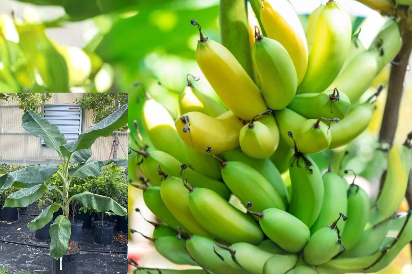 Gran Nain Banana 1 Live Starter Plant – 3–6" – Musa 'Grand Nain'