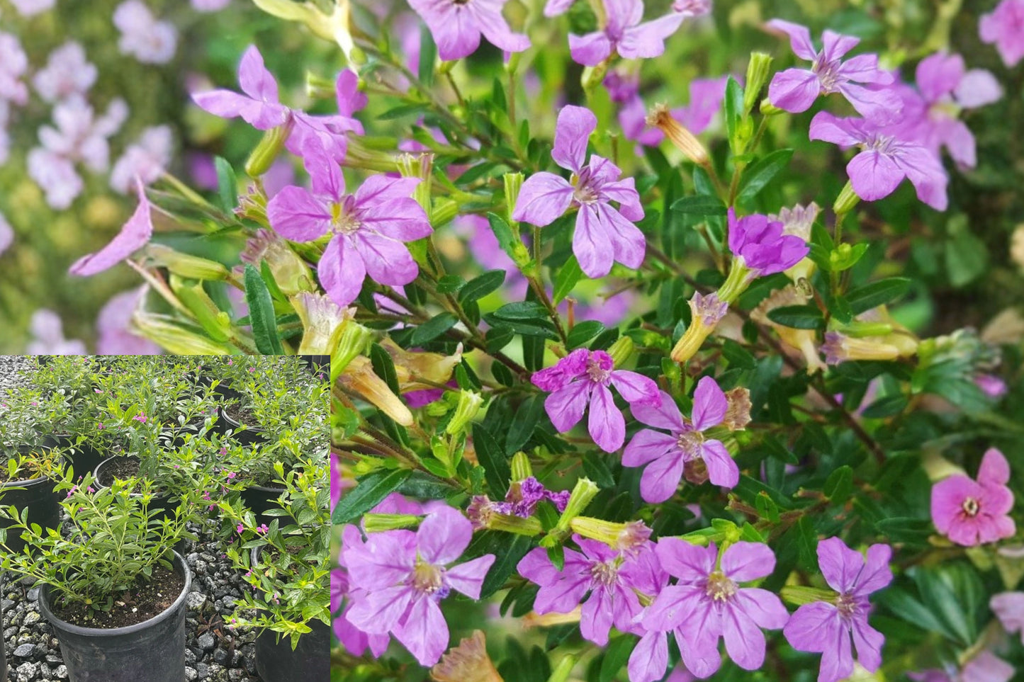 Mexican Heather Live Plant – 1 Gallon Pot – Cuphea hyssopifolia