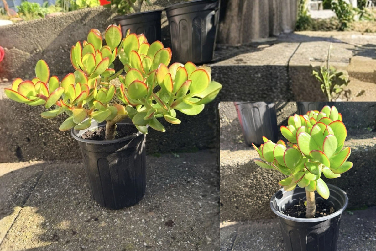 Jade Money Plant Live Bonsai – Rooted Bare Root Crassula ovata