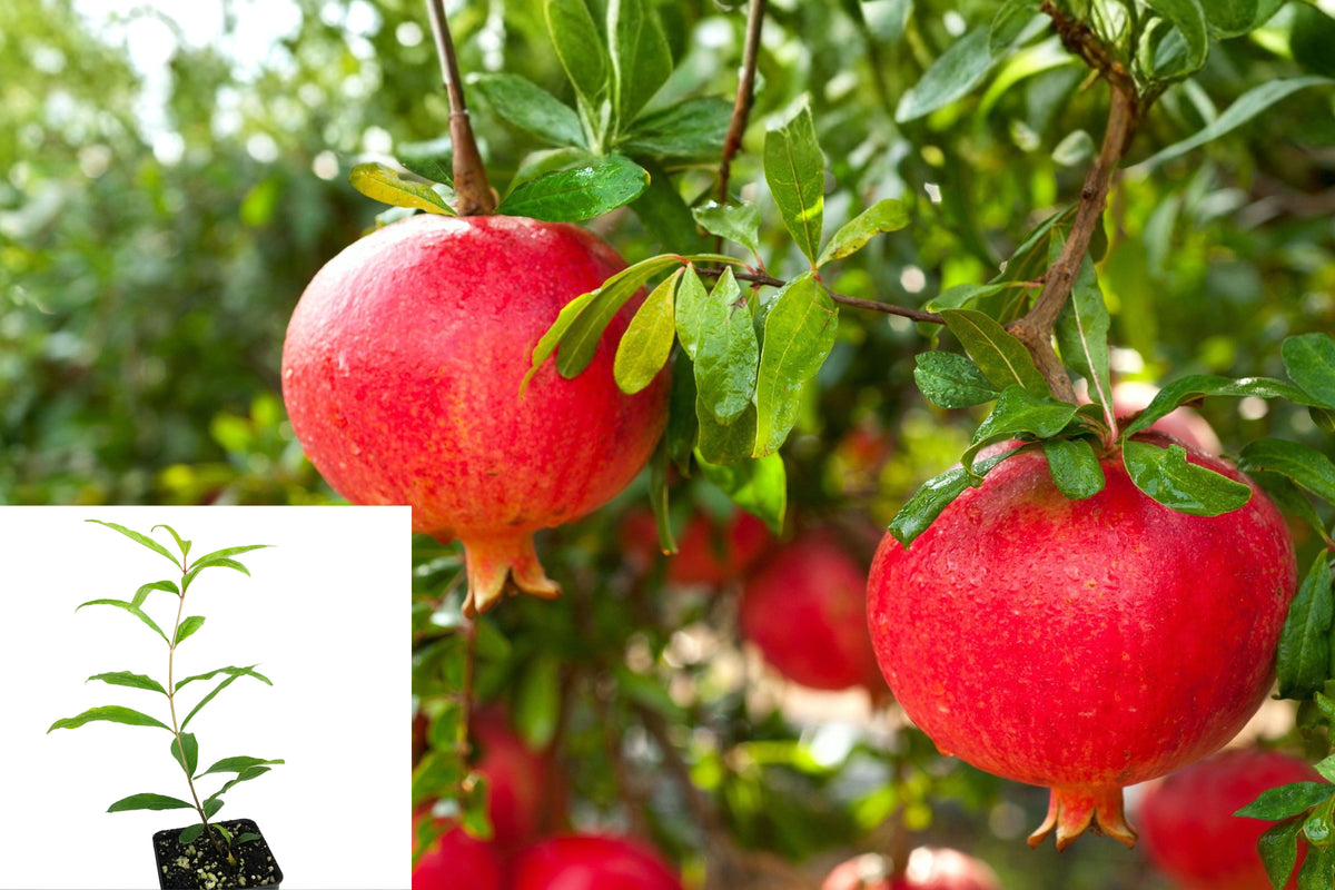 Red Pomegranate Tree Live Plant, 8–10 Inch Tall Fruit Tree in 4 Inch Pot, Edible Garden Plant for Sunny Outdoor Spaces