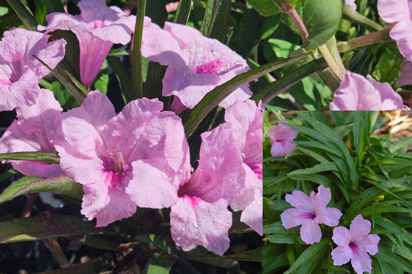 Katie’s Dwarf Pink Ruellia 3 Live Plants 3–6" Tall – Ruellia ‘Katie Pink’