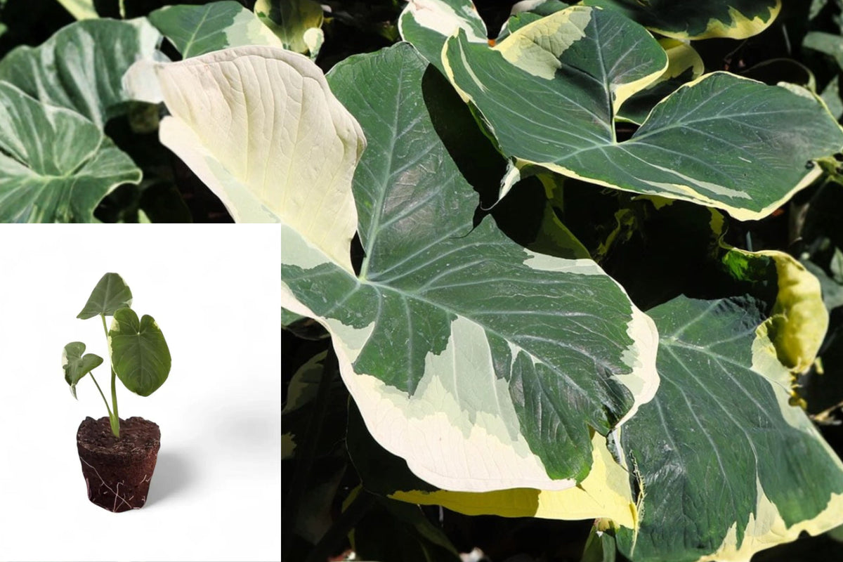 Xanthosoma Mickey Mouse Live Plant, 4–6 Inch Rooted Tropical Foliage Starter, Elephant Ear Plant, No Pot